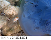 Длиннощупальцевая собачка (Parablennius tentacularis) (2013 год). Стоковое фото, фотограф Некрасов Андрей / Фотобанк Лори