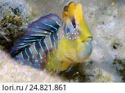 Морская собачка (Salaria pavo) (2013 год). Стоковое фото, фотограф Некрасов Андрей / Фотобанк Лори