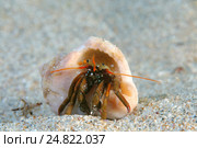 Краб-отшельник (Clibanarius erythropus) (2013 год). Стоковое фото, фотограф Некрасов Андрей / Фотобанк Лори