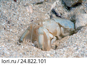 Морской крот (Upogebia pusilla), Черное море, Крым. Стоковое фото, фотограф Некрасов Андрей / Фотобанк Лори