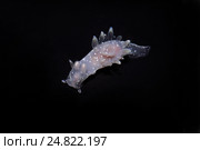 Голожаберный моллюск ( Ancula gibbosa ) Стоковое фото, фотограф Некрасов Андрей / Фотобанк Лори