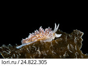 Голожаберный моллюск ( Flabellina athadona ) Стоковое фото, фотограф Некрасов Андрей / Фотобанк Лори