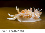 Голожаберный моллюск ( Hermissenda crassicornis ) Стоковое фото, фотограф Некрасов Андрей / Фотобанк Лори
