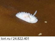 Голожаберный моллюск  ( Onchidoris macropompa ) Стоковое фото, фотограф Некрасов Андрей / Фотобанк Лори