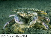 Краб самурай (Paradorippe granulata) Стоковое фото, фотограф Некрасов Андрей / Фотобанк Лори
