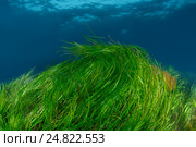 Морская трава (Zostera marina) Стоковое фото, фотограф Некрасов Андрей / Фотобанк Лори