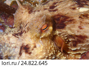 Гигантский тихоокеанский осьминог, Японское море. Стоковое фото, фотограф Некрасов Андрей / Фотобанк Лори