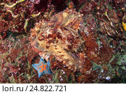 Гигантский тихоокеанский осьминог  (Enteroctopus dofleini), Японское море. Стоковое фото, фотограф Некрасов Андрей / Фотобанк Лори