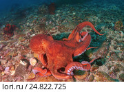 Гигантский тихоокеанский осьминог  (Enteroctopus dofleini), Японское море. Стоковое фото, фотограф Некрасов Андрей / Фотобанк Лори