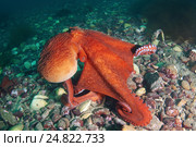 Гигантский тихоокеанский осьминог  (Enteroctopus dofleini), Японское море. Стоковое фото, фотограф Некрасов Андрей / Фотобанк Лори