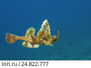 Агономал хоботный, морская лисичка (agonomalus proboseidalis) Японское море, Дальний Восток, Приморский край. Стоковое фото, фотограф Некрасов Андрей / Фотобанк Лори