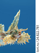 Агономал хоботный, морская лисичка (agonomalus proboseidalis) Японское море, Дальний Восток, Приморский край. Стоковое фото, фотограф Некрасов Андрей / Фотобанк Лори