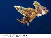 Агономал хоботный, морская лисичка (agonomalus proboseidalis). Японское море, Приморский край. Стоковое фото, фотограф Некрасов Андрей / Фотобанк Лори