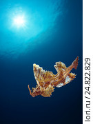 Агономал хоботный, морская лисичка (agonomalus proboseidalis). Японское море, Приморский край. Стоковое фото, фотограф Некрасов Андрей / Фотобанк Лори