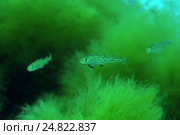 Дальневосточная навага (Eleginus Gracilis) Японское море, Дальний Восток. Стоковое фото, фотограф Некрасов Андрей / Фотобанк Лори