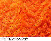 Колонии асцидии (Bortulloides фиолетовая). Японское море. Стоковое фото, фотограф Некрасов Андрей / Фотобанк Лори