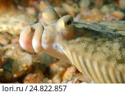 Дальневосточная Камбала (Pleuronectes japonicus) Стоковое фото, фотограф Некрасов Андрей / Фотобанк Лори
