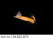 Японский летающий кальмар(Todarodes pacificus) Стоковое фото, фотограф Некрасов Андрей / Фотобанк Лори
