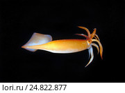 Японский летающий кальмар(Todarodes pacificus) Стоковое фото, фотограф Некрасов Андрей / Фотобанк Лори