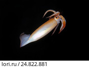 Японский летающий кальмар(Todarodes pacificus) Стоковое фото, фотограф Некрасов Андрей / Фотобанк Лори