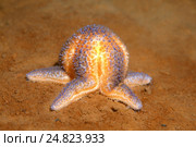 Морская звезда (Asterias rubens) Стоковое фото, фотограф Некрасов Андрей / Фотобанк Лори