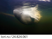 Белуха (Delphinapterus leucas) плавает в воде. Белое море, Карелия, Арктика. Стоковое фото, фотограф Некрасов Андрей / Фотобанк Лори