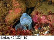 Полосатая зубатка (Anarhichas lupus) Стоковое фото, фотограф Некрасов Андрей / Фотобанк Лори