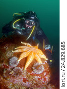 Зеленый морской еж, морская звезда (solaster endeca, Strongylocentrotus droebachiensis) (2009 год). Редакционное фото, фотограф Некрасов Андрей / Фотобанк Лори