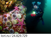 Морские звезды и зеленые морские ежи (Henricia sanguinoleta, Strongylocentrotus droebachiensis) (2009 год). Редакционное фото, фотограф Некрасов Андрей / Фотобанк Лори