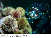 Зеленый морской ёж (Strongylocentrotus droebachiensis) (2009 год). Редакционное фото, фотограф Некрасов Андрей / Фотобанк Лори