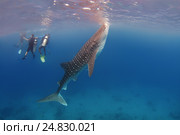 Whale shark (Rhincodon typus) Стоковое фото, фотограф Некрасов Андрей / Фотобанк Лори
