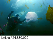 Beluga whale or white whale (Delphinapterus leucas) Sea of Japan. Стоковое фото, фотограф Некрасов Андрей / Фотобанк Лори