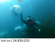 Beluga whale or white whale (Delphinapterus leucas) Sea of Japan. Стоковое фото, фотограф Некрасов Андрей / Фотобанк Лори
