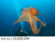 Giant Pacific octopus or North Pacific giant octopus (Enteroctopus dofleini) Japan sea, Far East, Primorsky Krai, Russian Federation (2012 год). Редакционное фото, фотограф Некрасов Андрей / Фотобанк Лори