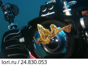Barbed huchback poacher (agonomalus proboseidalis) Japan sea, Far East, Primorsky Krai, Russian Federation (2012 год). Редакционное фото, фотограф Некрасов Андрей / Фотобанк Лори