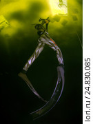 Ice diving, free diving, (2009 год). Редакционное фото, фотограф Некрасов Андрей / Фотобанк Лори
