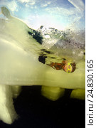 Ice free diving in Arctic, Russia, Russian north, north, Kareliya, White sea (2009 год). Редакционное фото, фотограф Некрасов Андрей / Фотобанк Лори