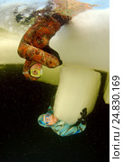 Ice diving, free diving, Kareliya, White sea (2009 год). Редакционное фото, фотограф Некрасов Андрей / Фотобанк Лори