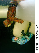 Ice diving, free diving, (2009 год). Редакционное фото, фотограф Некрасов Андрей / Фотобанк Лори