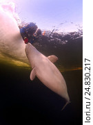 Ice diving with white whale, Beluga whale ( Delphinapterus leucas) in Arctic, Russia, Russian north, north, Kareliya, White sea. Стоковое фото, фотограф Некрасов Андрей / Фотобанк Лори