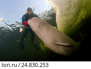 Ice diving with white whale, Beluga whale ( Delphinapterus leucas) in Arctic, Russia, Russian north, north, Kareliya, White sea. Стоковое фото, фотограф Некрасов Андрей / Фотобанк Лори