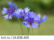 Василёк синий, или Василёк посевной (лат. Centaurea cyanus) крупным планом. Стоковое фото, фотограф Елена Коромыслова / Фотобанк Лори