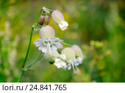 Смолевка обыкновенная, или хлопушка (лат. Silene vulgaris) Стоковое фото, фотограф Елена Коромыслова / Фотобанк Лори