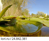 Лягушка (Rana temporaria) сидит на белой кувшинке (Nymphaea alba) в полводы. Стоковое фото, фотограф Некрасов Андрей / Фотобанк Лори