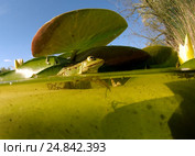 Лягушка (Rana temporaria) сидит на белой кувшинке (Nymphaea alba) в полводы. Стоковое фото, фотограф Некрасов Андрей / Фотобанк Лори