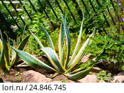 Агава (Agave) Стоковое фото, фотограф Александр Щепин / Фотобанк Лори