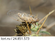 Closeup of the nature of Israel - cicada on the thorn (2013 год). Стоковое фото, фотограф Владимир Блинов / Фотобанк Лори