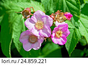 Малина душистая, или малиноклён (Rubus odoratus) Стоковое фото, фотограф Алёшина Оксана / Фотобанк Лори