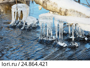 Сосульки на сучьях дерева. Стоковое фото, фотограф Икан Леонид / Фотобанк Лори