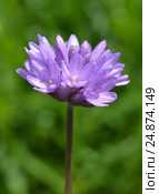 Цветок Дихелостемма головчатая. Dichelostemma capitatum. Стоковое фото, фотограф Мурина Ольга / Фотобанк Лори